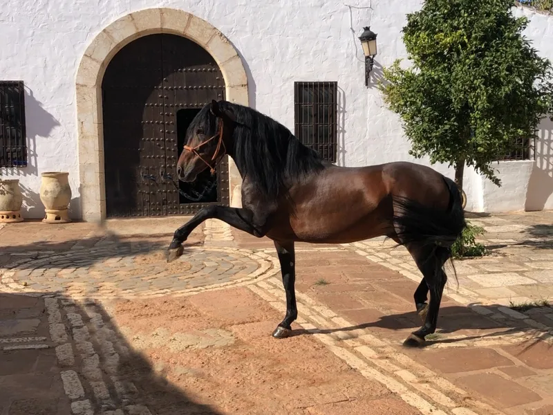 Horses & ranches — location reference 03